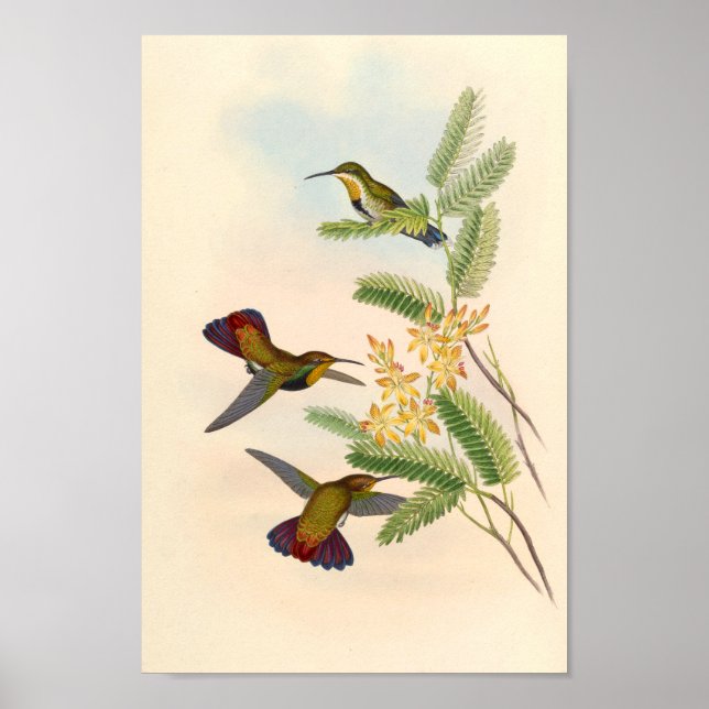 Poster Oiseaux d'art vintages Fleurs d'impression (Devant)