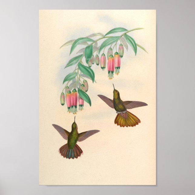Poster Oiseaux d'art vintages Fleurs d'impression (Devant)