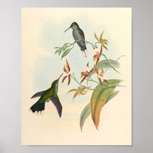 Poster Oiseaux d'art vintages Fleurs d'impression (Devant)