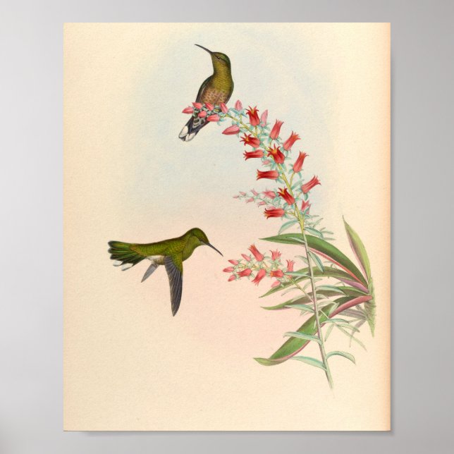 Poster Oiseaux d'art vintages Fleurs d'impression (Devant)