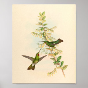 Poster Oiseaux d'art vintages Fleurs d'impression