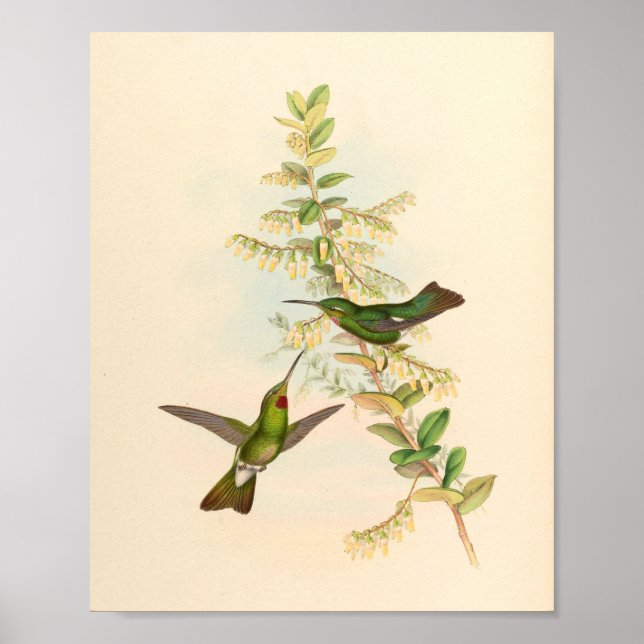 Poster Oiseaux d'art vintages Fleurs d'impression (Devant)