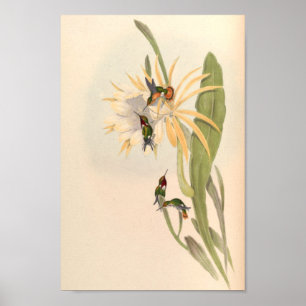 Poster Oiseaux d'art vintages Fleurs d'impression