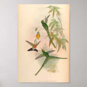 Poster Oiseaux d'art vintages Fleurs d'impression