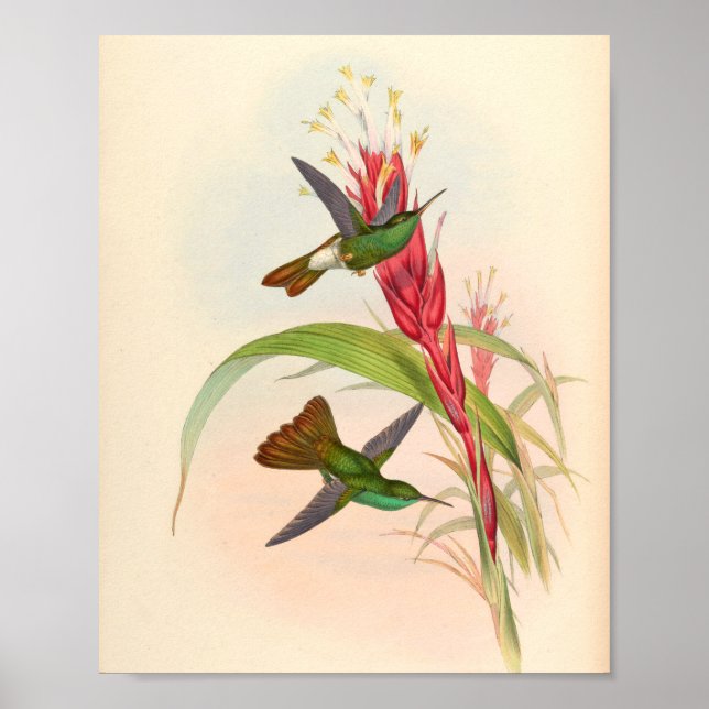 Poster Oiseaux d'art vintages Fleurs d'impression (Devant)