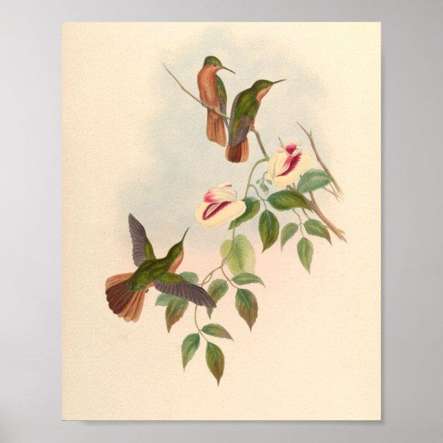 Poster Oiseaux d'art vintages Fleurs d'impression (Devant)