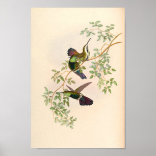 Poster Oiseaux d'art vintages Fleurs d'impression