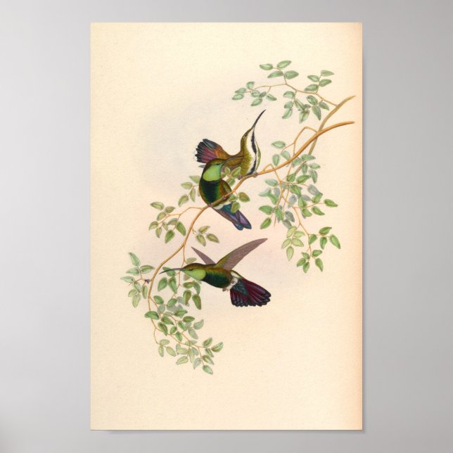 Poster Oiseaux d'art vintages Fleurs d'impression (Devant)