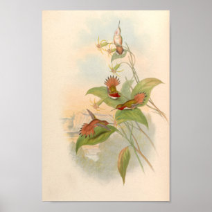 Poster Oiseaux d'art vintages Fleurs d'impression