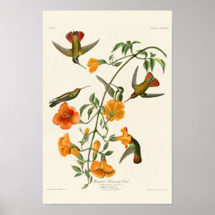 Poster Oiseaux d'Audubon d'oiseau de ronflement de