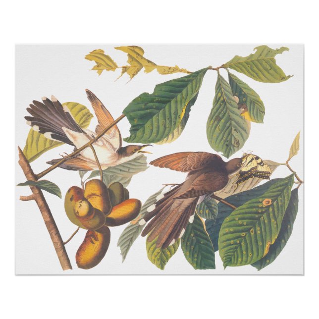 Poster Oiseaux de cacao à bec jaune d'Audubon dans un arb (Devant)