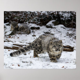 Poster Oiseaux de égrappage de CUB de léopard de neige