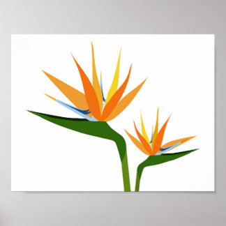 POSTER OISEAUX DE FLEURS DE PARADIS