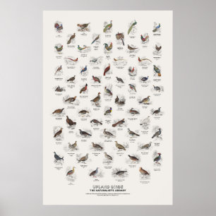 Poster Oiseaux de hautes terres - Bibliothèque du natural