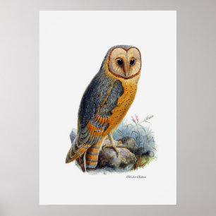 Poster Oiseaux de hibou de grange de ~ de proie