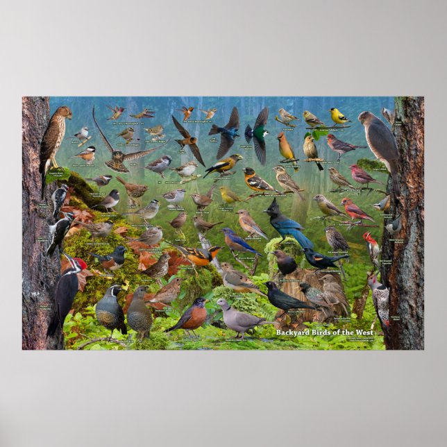 Poster Oiseaux de jardin de l'Ouest Grande (Devant)