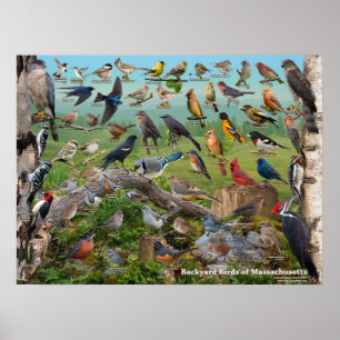 Poster Oiseaux de jardin du Massachusetts