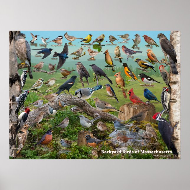 Poster Oiseaux de jardin du Massachusetts (Devant)