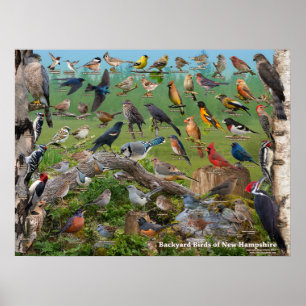 Poster Oiseaux de jardin du New Hampshire