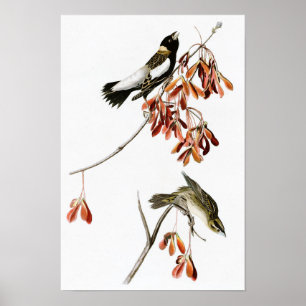 Poster Oiseaux de John James Audubon d'oiseau de riz de