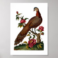 Oiseaux de Linnaeus - Pheasant chinois de paon