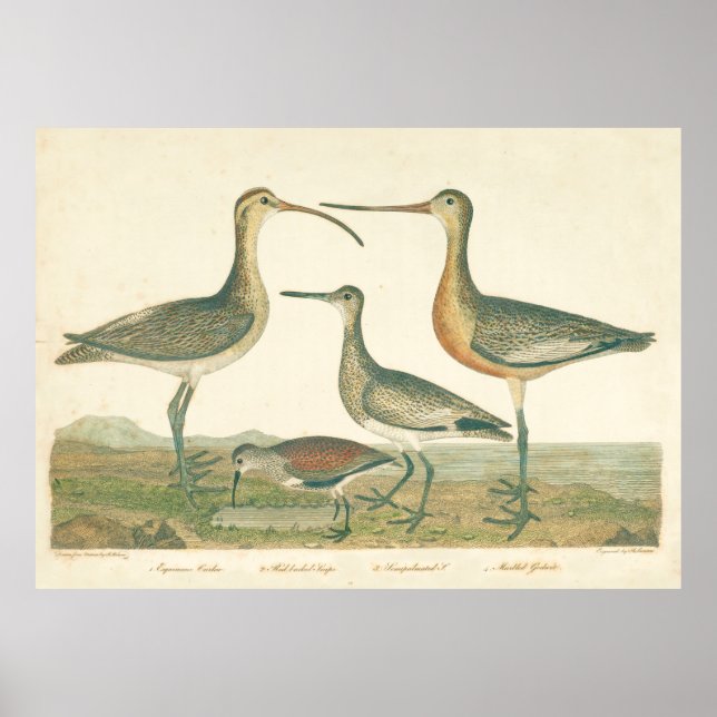 Poster Oiseaux de marais Courlis Oiseaux (Devant)