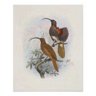Poster Oiseaux de Paradis Montagnards Exotiques Illustrat