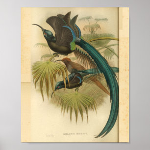 Poster Oiseaux de Paradise Bleu Vert Couleur Vintage Impr