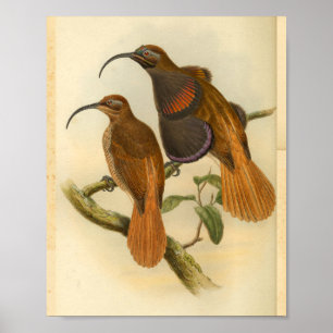 Poster Oiseaux de Paradise Oiseau Orange Couleur Vintage