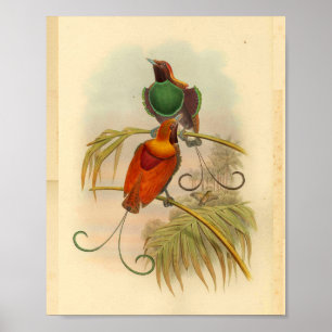 Poster Oiseaux de Paradise Oiseau Vert Rouge Vintage Impr