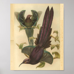 Poster Oiseaux de Paradise Oiseau violet couleur Vintage 
