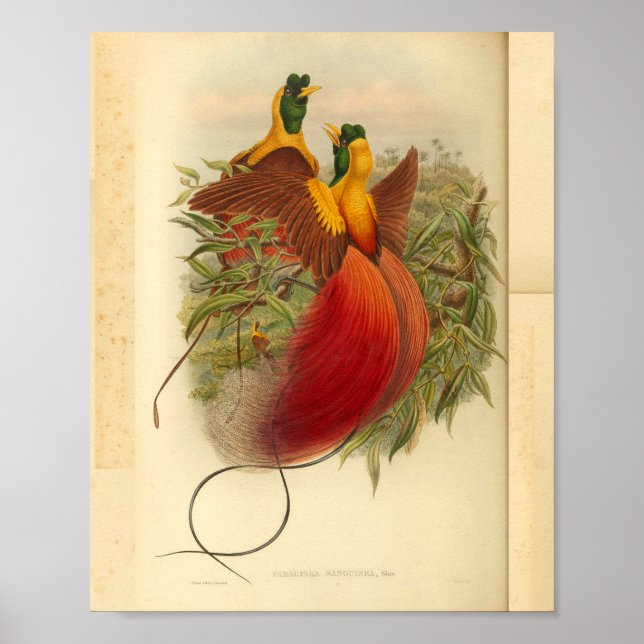 Poster Oiseaux de Paradise Rouge Vert Jaune Vintage Impri (Devant)