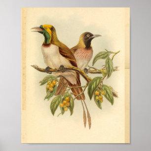 Poster Oiseaux de Paradise Vert Jaune Vintage Imprimer