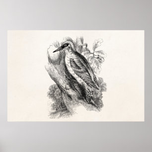 Poster Oiseaux de Pic-de-Bois vintage des années 1800 Ois