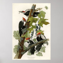 Oiseaux de pic pilés d'Amérique