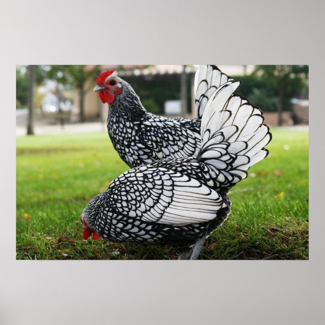 Poster "Oiseaux de plume" (Devant)