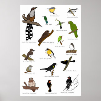 Poster Oiseaux de Porto Rico