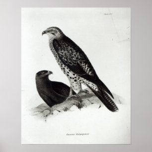 Poster Oiseaux de Prey