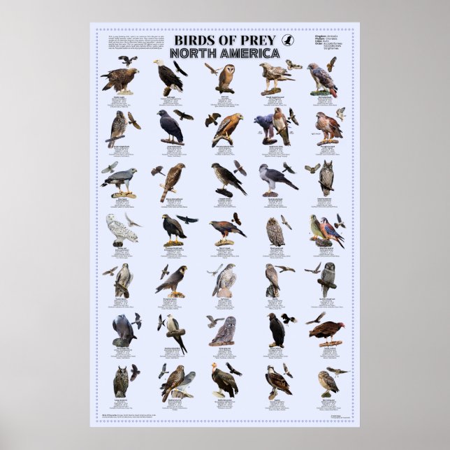 Poster Oiseaux de Prey - Amérique du Nord (Devant)