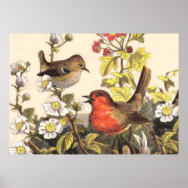 Poster Oiseaux de printemps Robin Oiseaux rouges (Devant)