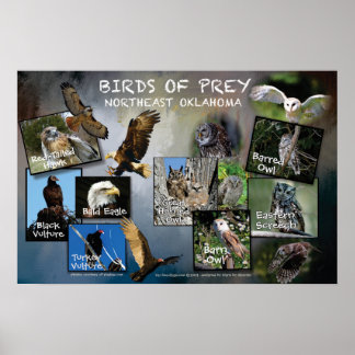 Poster Oiseaux de proie 19v2