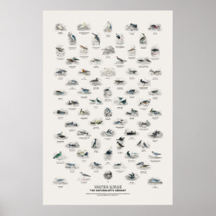 Poster Oiseaux d'eau - Bibliothèque du naturaliste