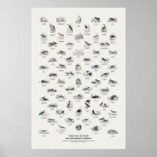 Poster Oiseaux d'eau - Bibliothèque du naturaliste
