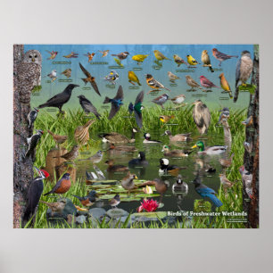 Poster Oiseaux des zones humides d'eau douce