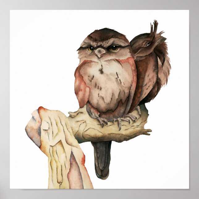 Poster Oiseaux d'hibou peinture aquarelle (Devant)