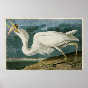 Poster Oiseaux du héron de grand blanc du plat 281 %