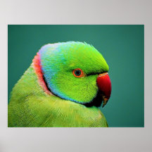 Oiseaux du monde indien Perroquet à col rond