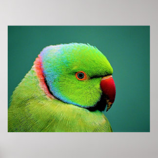 Poster Oiseaux du monde indien Perroquet à col rond