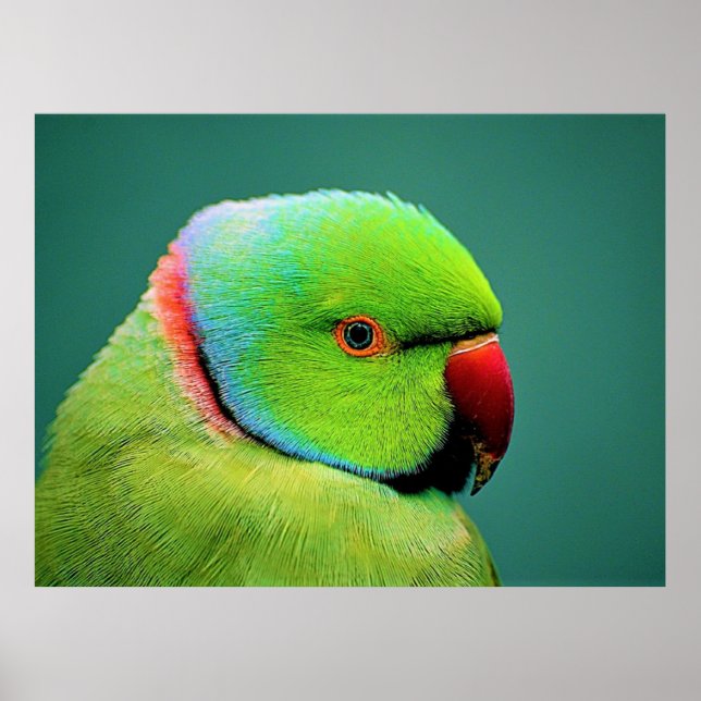 Poster Oiseaux du monde indien Perroquet à col rond (Devant)