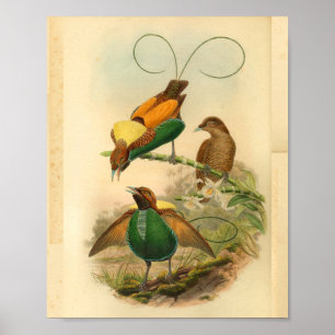 Poster Oiseaux du paradis Vert jaune Vintage Imprimer